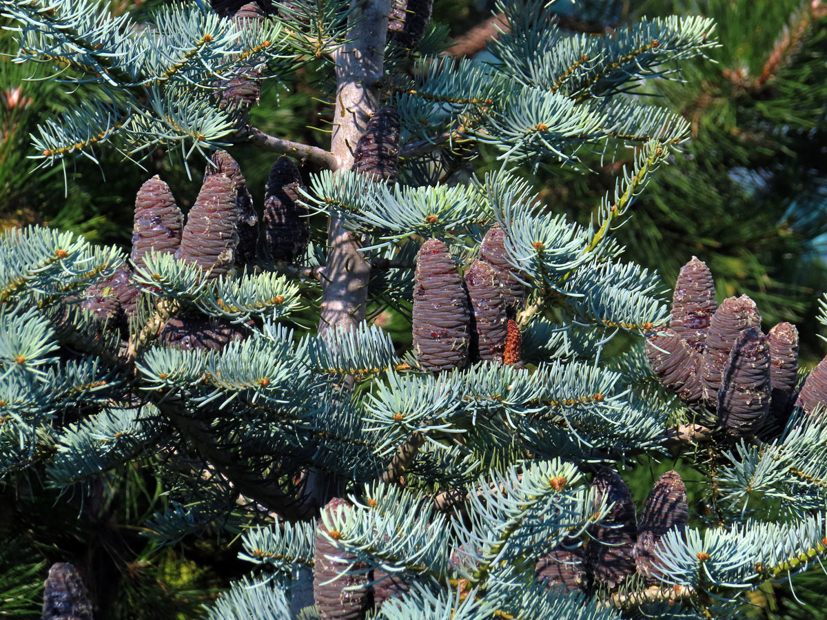 Jedle ojíněná (Abies concolor Gord. et Glend.)