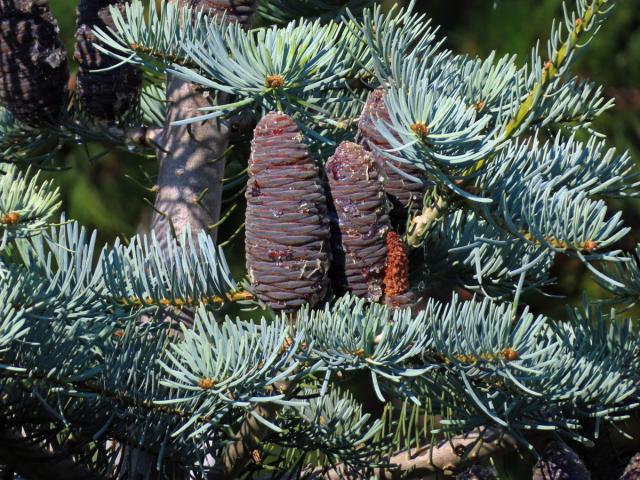 Jedle ojíněná (Abies concolor Gord. et Glend.)