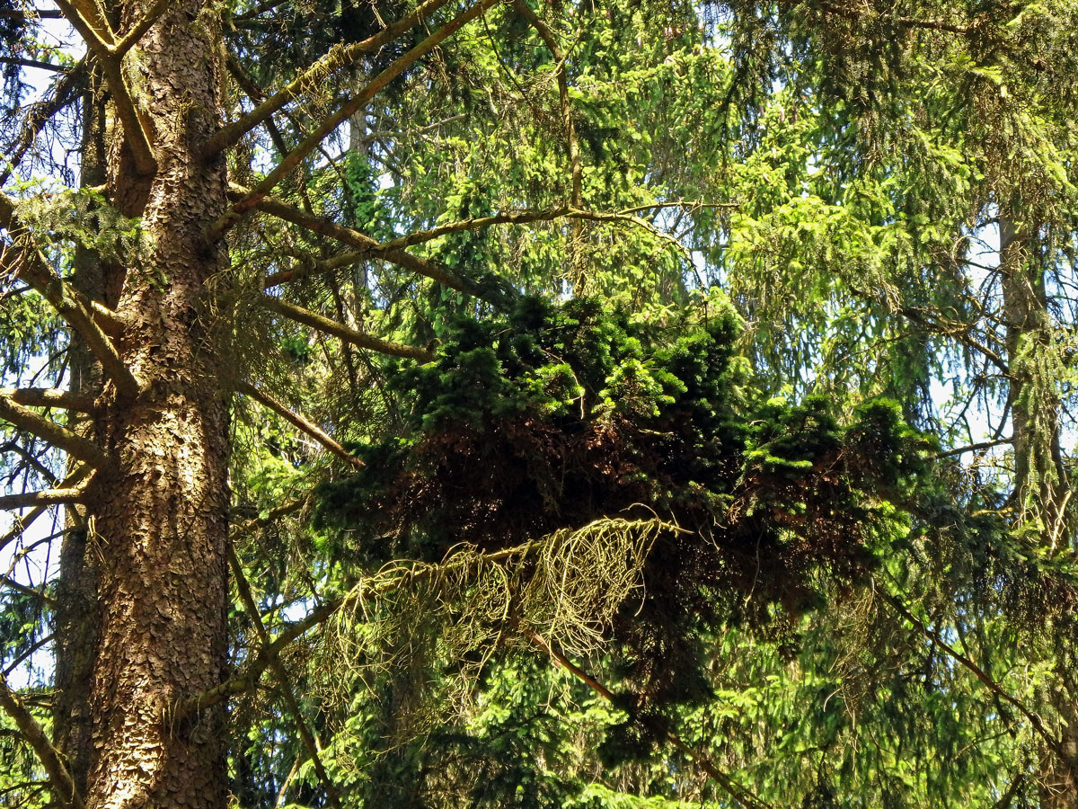 Čarověník na smrku ztepilém (Picea abies (L.) Karsten) (13b)