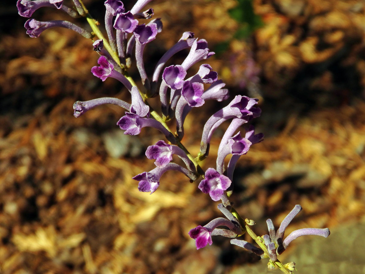 Komule (Buddleja lindleyana Lindl.)