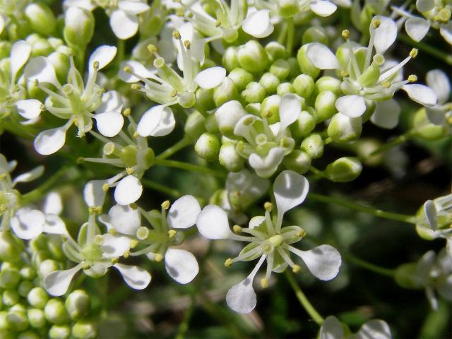 Vesnovka obecná (Cardaria draba (L.) Desv.)