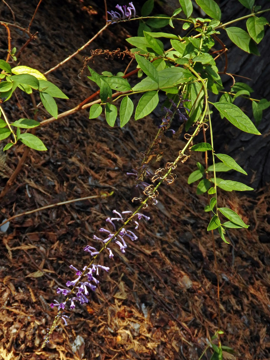 Komule (Buddleja lindleyana Lindl.)