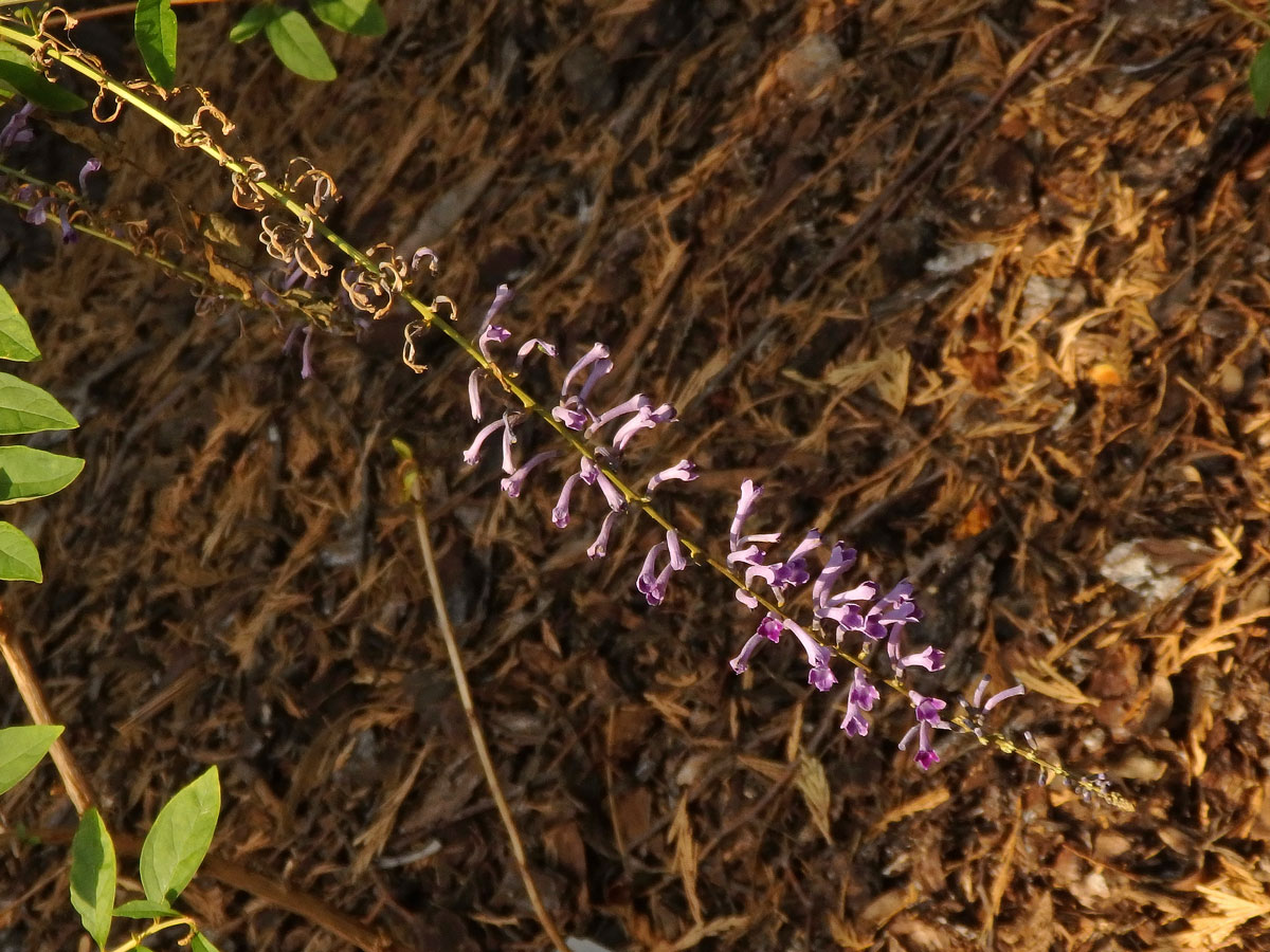 Komule (Buddleja lindleyana Lindl.)