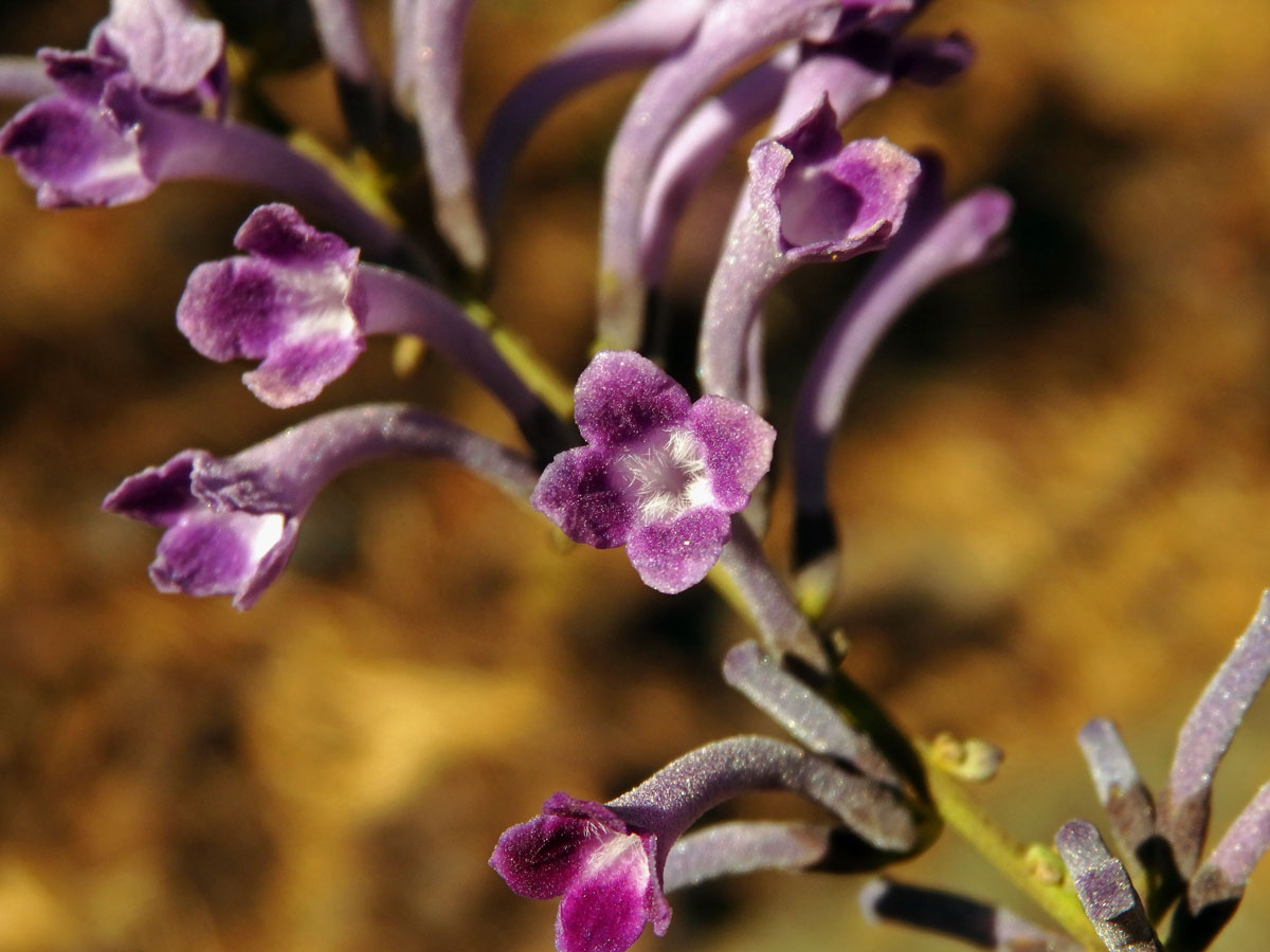 Komule (Buddleja lindleyana Lindl.)