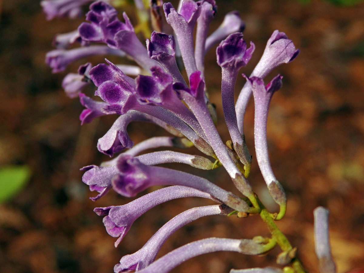 Komule (Buddleja lindleyana Lindl.)