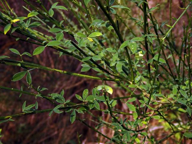 Janovec metlatý (Cytisus scoparius (L.) Link)