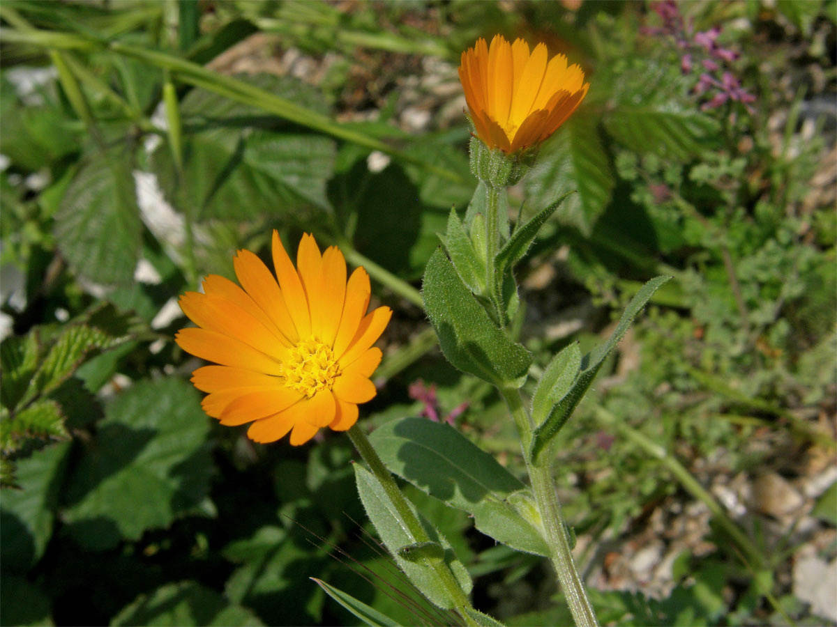 Měsíček rolní (Calendula arvensis L.)