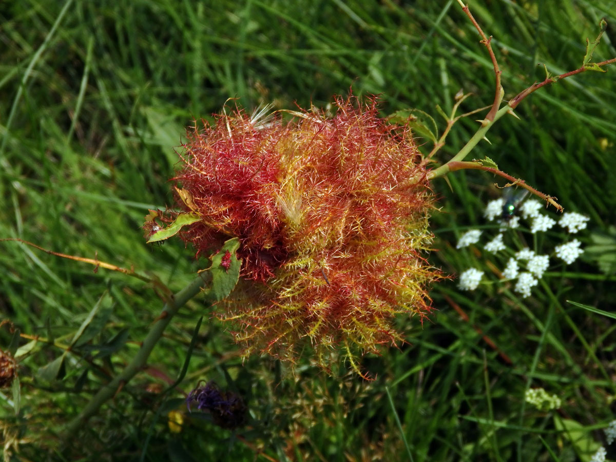 Hálky žlabatky růžové (Diplolepis rosae)