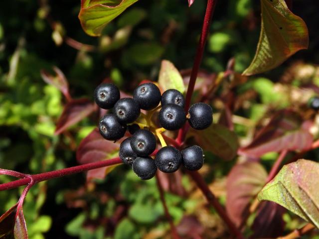 Řešetlák počistivý (Rhamnus cathartica L.)