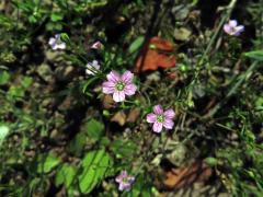 Šater zední (Gypsophila muralis L.)