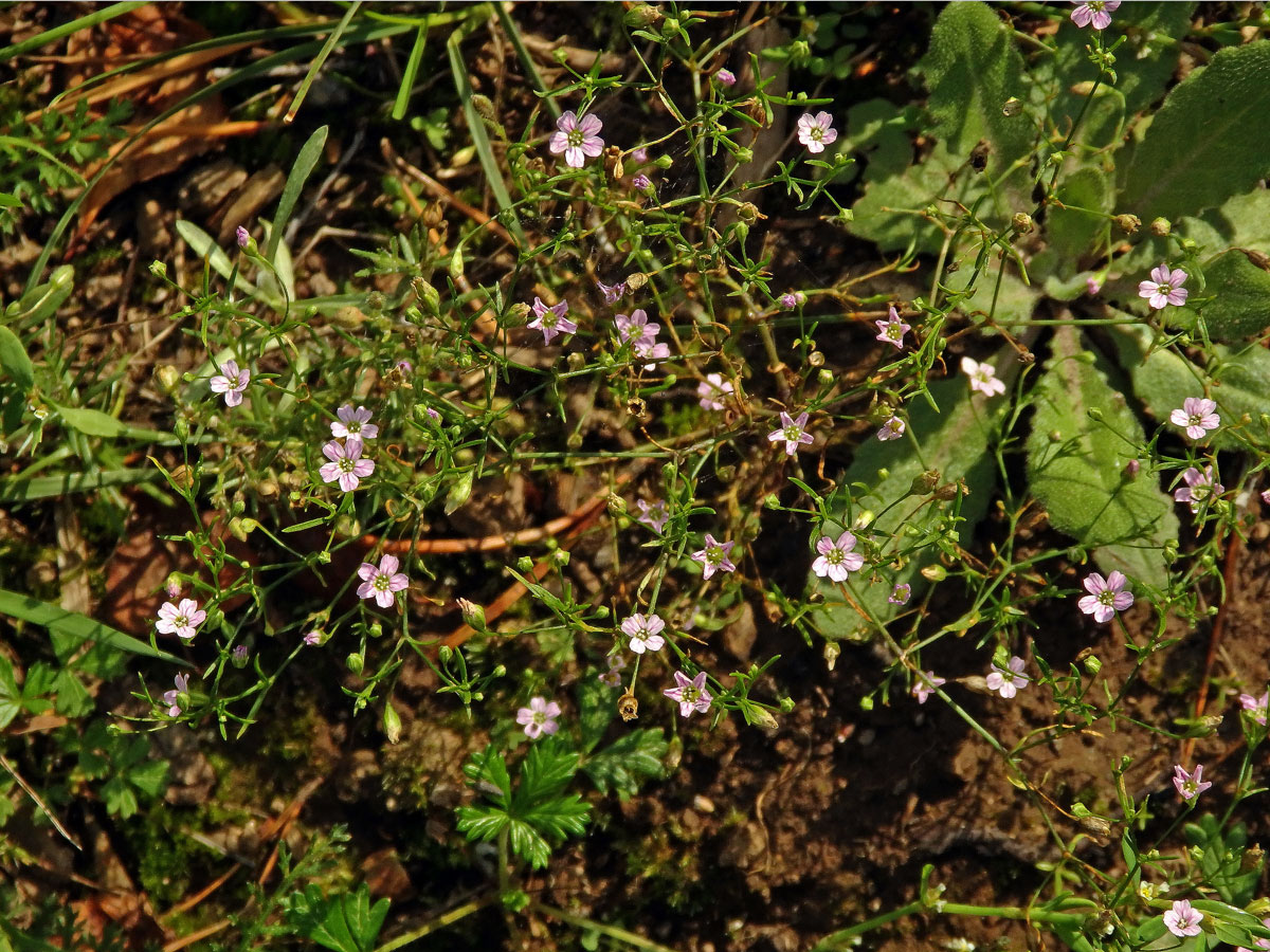 Šater zední (Gypsophila muralis L.)