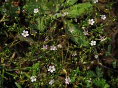 Šater zední (Gypsophila muralis L.)