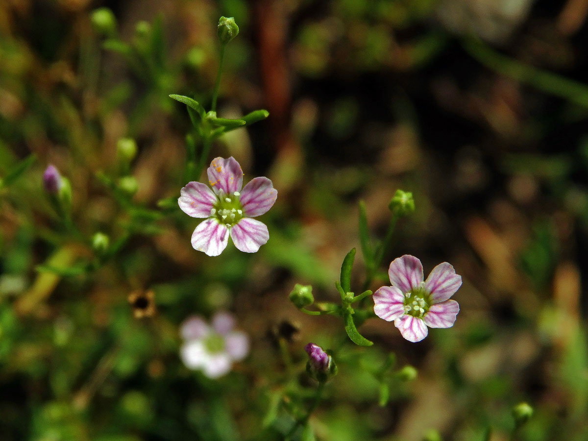 Šater zední (Gypsophila muralis L.)