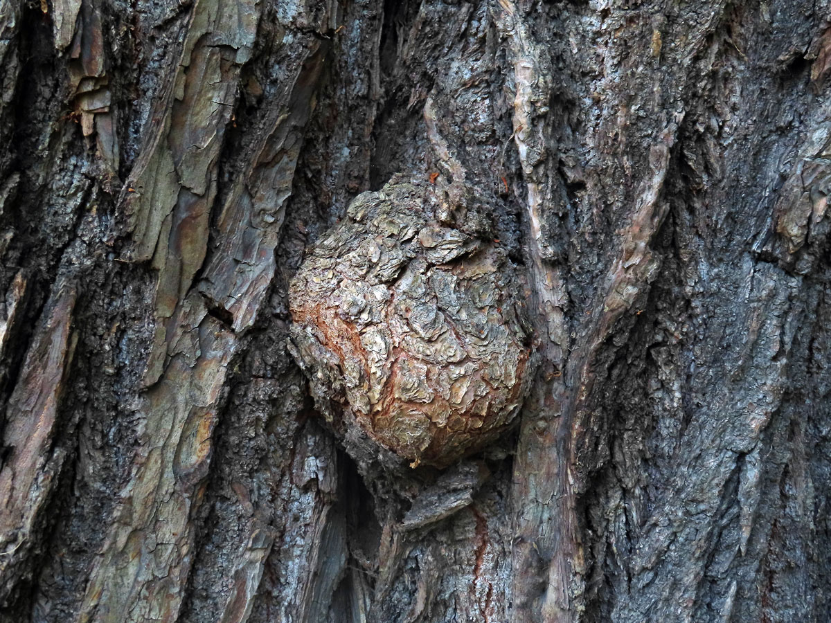 Lípa velkolistá (Tilia platyphyllos Scop.) (70) s nádorem na kmeni