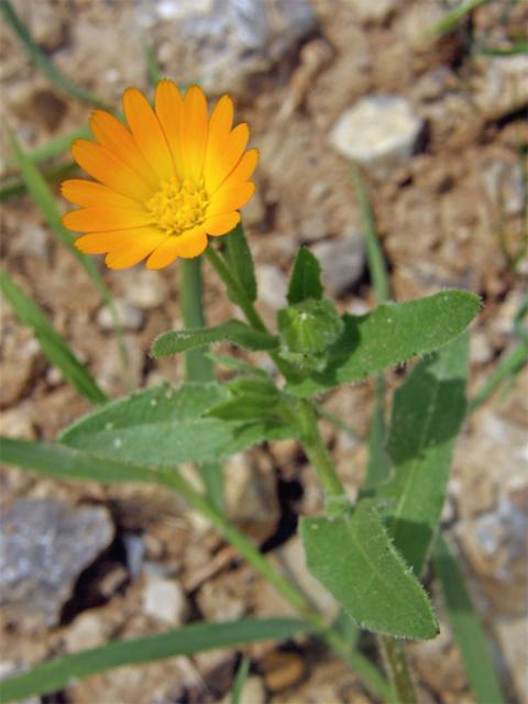 Měsíček rolní (Calendula arvensis L.)