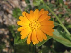 Měsíček rolní (Calendula arvensis L.)