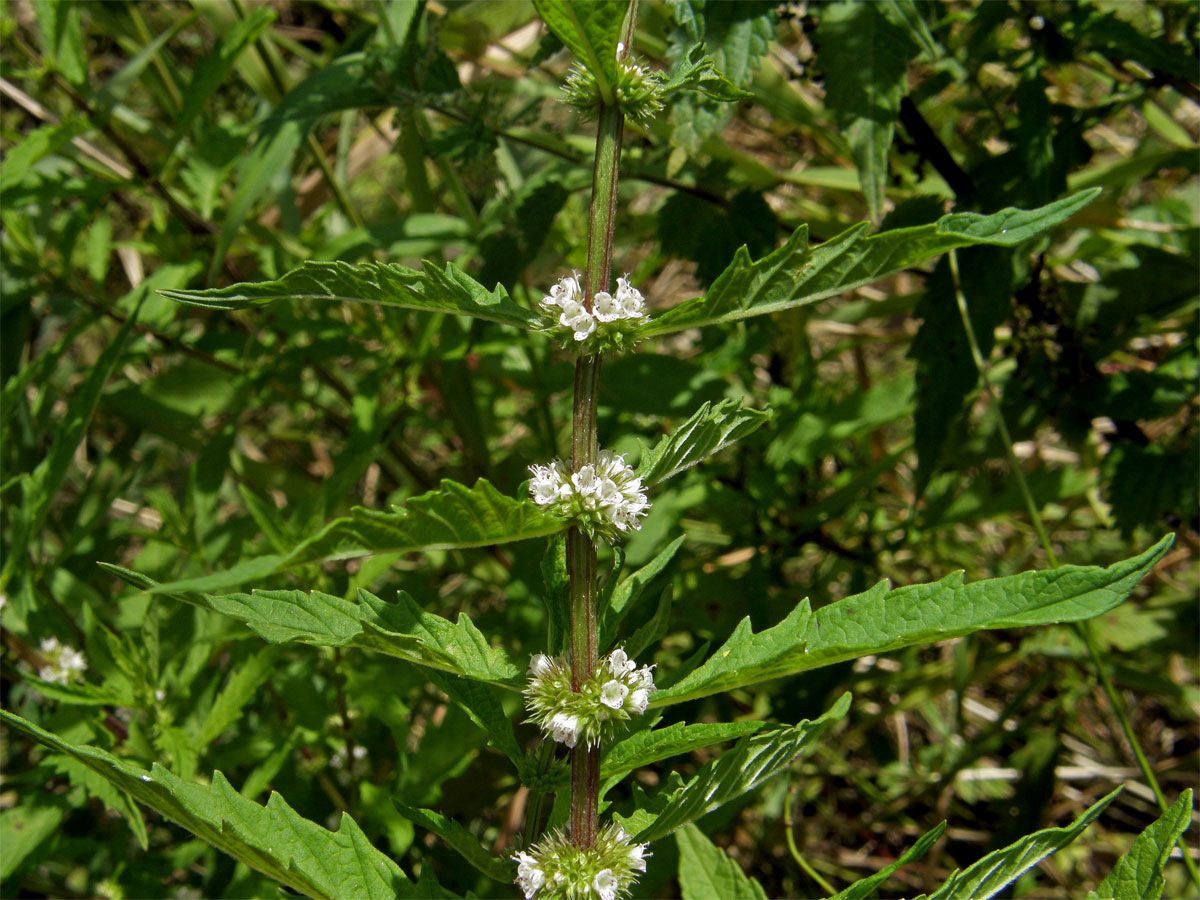 Karbinec evropský (Lycopus europaeus L.)