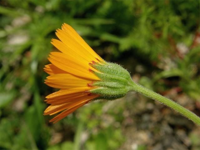 Měsíček rolní (Calendula arvensis L.)