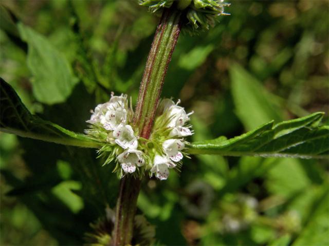 Karbinec evropský (Lycopus europaeus L.)