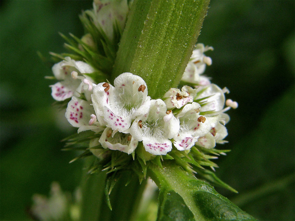 Karbinec evropský (Lycopus europaeus L.)