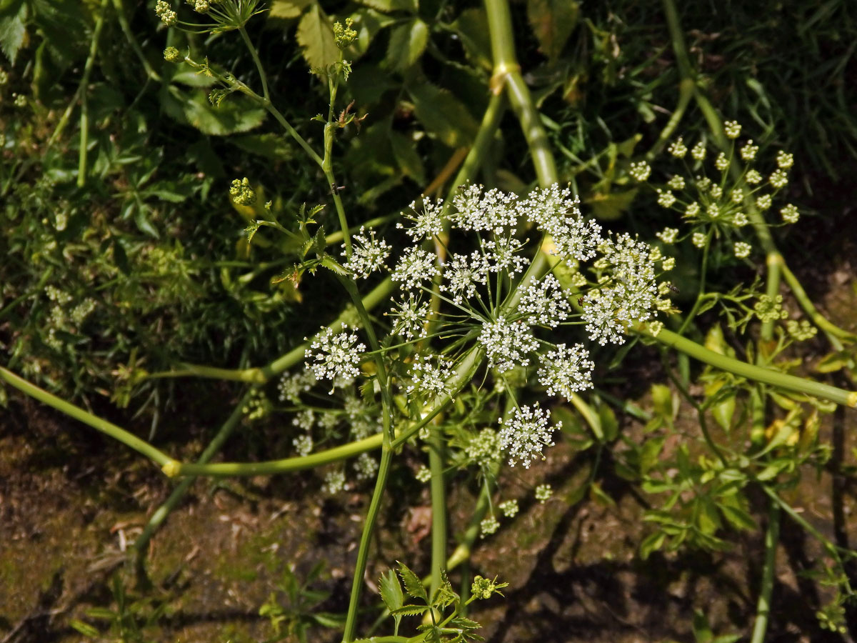 Morač (Ammi trifoliatum (H. C. Watson) Trel.)