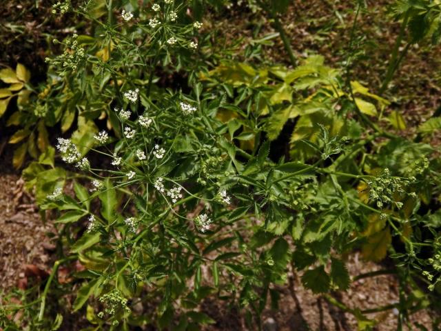 Morač (Ammi trifoliatum (H. C. Watson) Trel.)