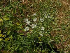 Morač (Ammi trifoliatum (H. C. Watson) Trel.)