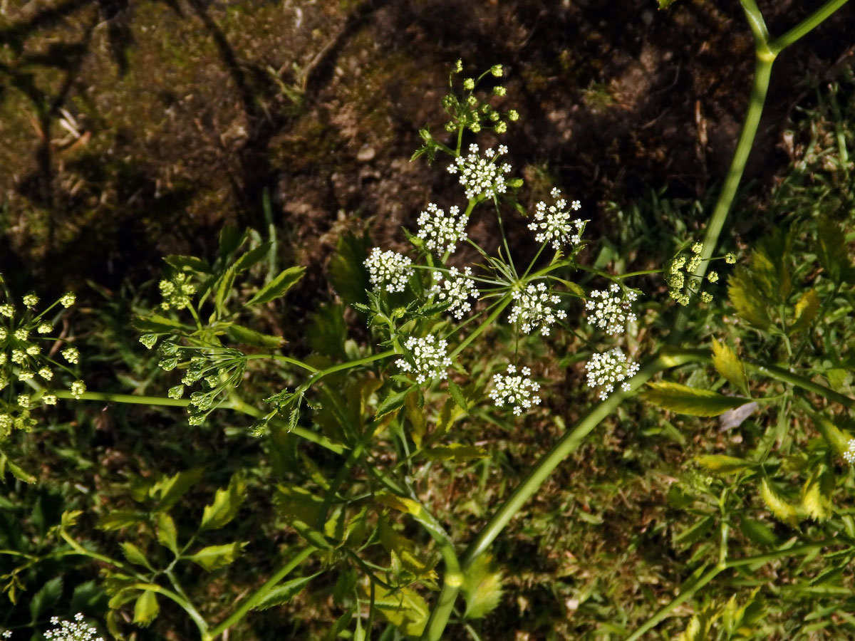 Morač (Ammi trifoliatum (H. C. Watson) Trel.)