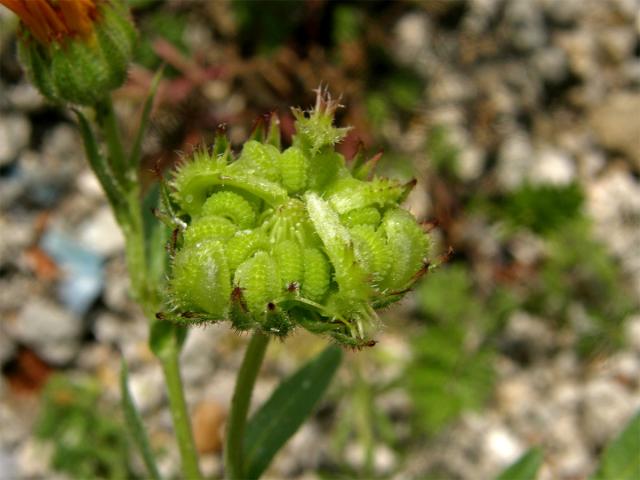 Měsíček rolní (Calendula arvensis L.)