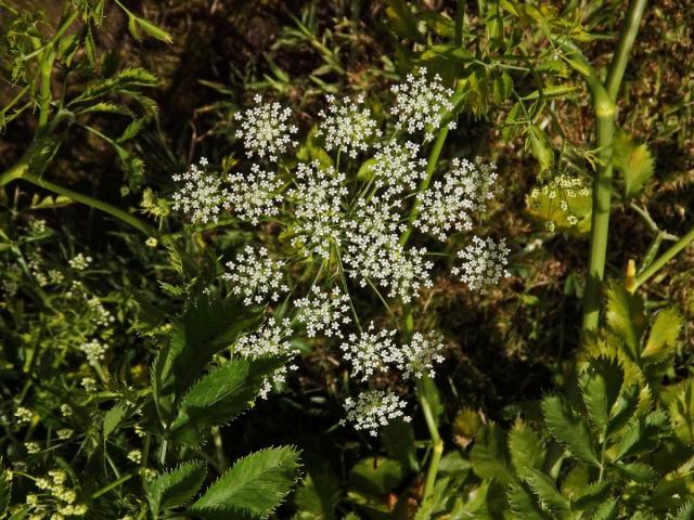 Morač (Ammi trifoliatum (H. C. Watson) Trel.)