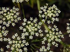 Morač (Ammi trifoliatum (H. C. Watson) Trel.)