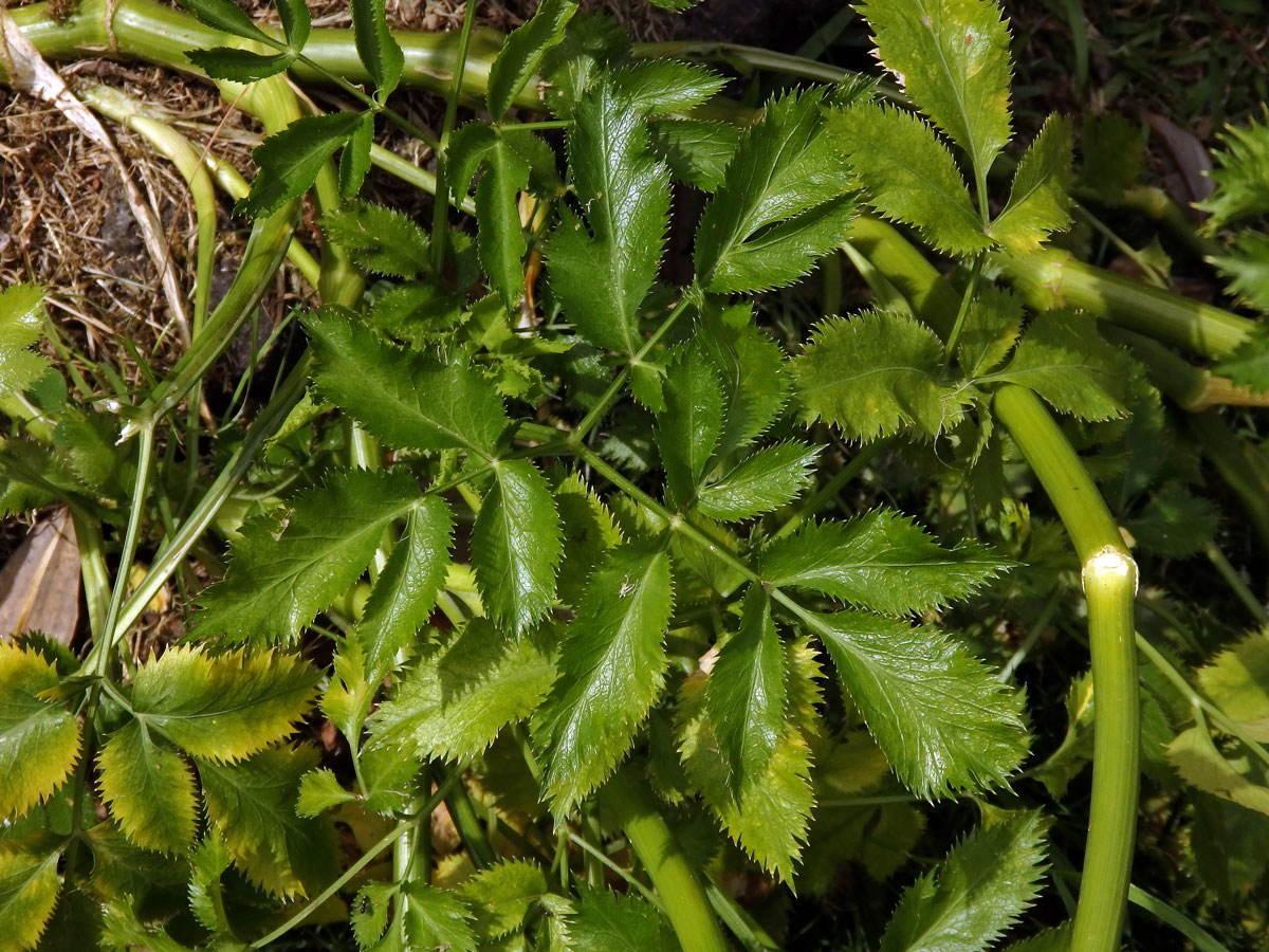 Morač (Ammi trifoliatum (H. C. Watson) Trel.)