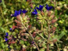 Pilát (Anchusa undulata subsp. hybrida (Ten.) Cout.)   