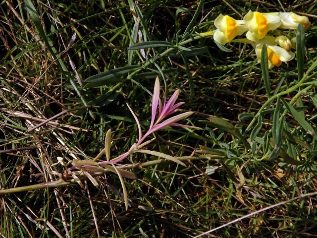 Lnice květel (Linaria vulgaris Mill.) bez chlorofylu (1a)