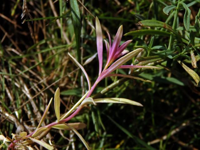 Lnice květel (Linaria vulgaris Mill.) bez chlorofylu (1b)