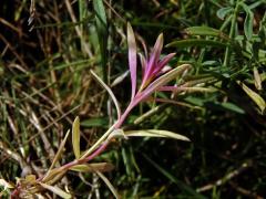 Lnice květel (Linaria vulgaris Mill.) bez chlorofylu (1b)