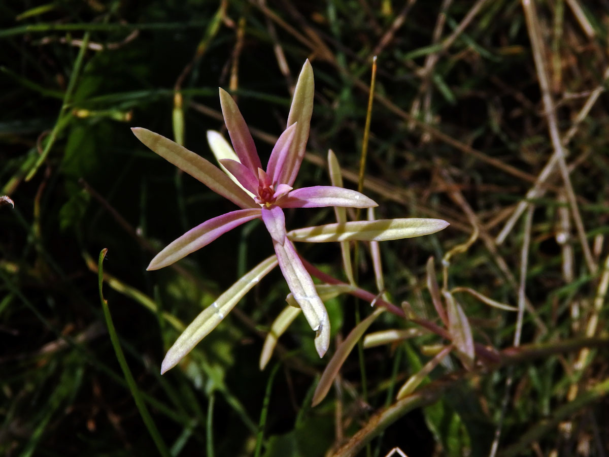 Lnice květel (Linaria vulgaris Mill.) bez chlorofylu (1c)