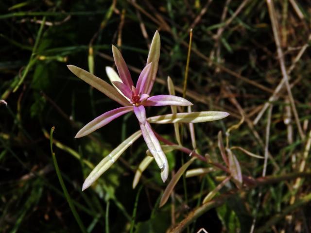 Lnice květel (Linaria vulgaris Mill.) bez chlorofylu (1c)