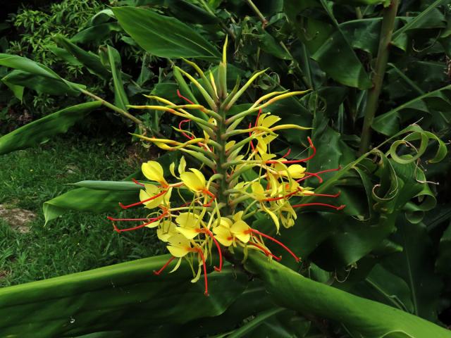 Motýlovec Gardnerův (Hedychium gardnerianum Shepard ex Ker-Gawl.)