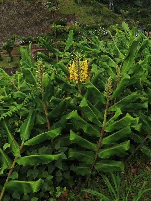 Motýlovec Gardnerův (Hedychium gardnerianum Shepard ex Ker-Gawl.)