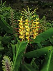 Motýlovec Gardnerův (Hedychium gardnerianum Shepard ex Ker-Gawl.)