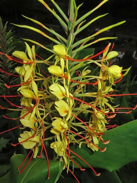 Motýlovec Gardnerův (Hedychium gardnerianum Shepard ex Ker-Gawl.)