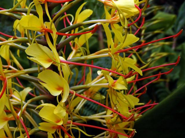 Motýlovec Gardnerův (Hedychium gardnerianum Shepard ex Ker-Gawl.)