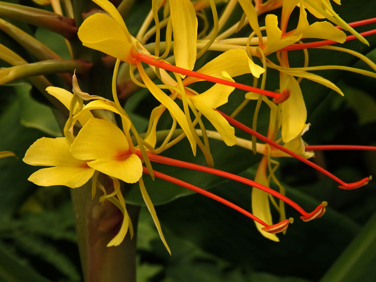 Motýlovec Gardnerův (Hedychium gardnerianum Shepard ex Ker-Gawl.)