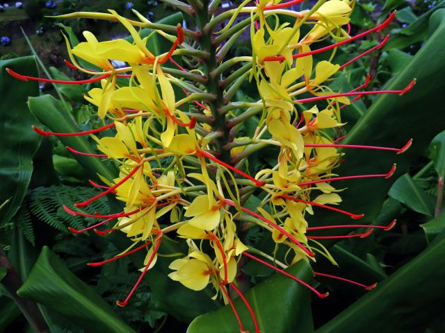 Motýlovec Gardnerův (Hedychium gardnerianum Shepard ex Ker-Gawl.)