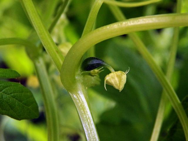 Cyclanthera pedata (L.) Schrader