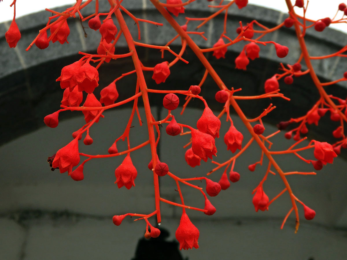 Brachychiton javorolistý (Brachychiton acerifolius (A. Cunn. ex G. Don) Macarthur)