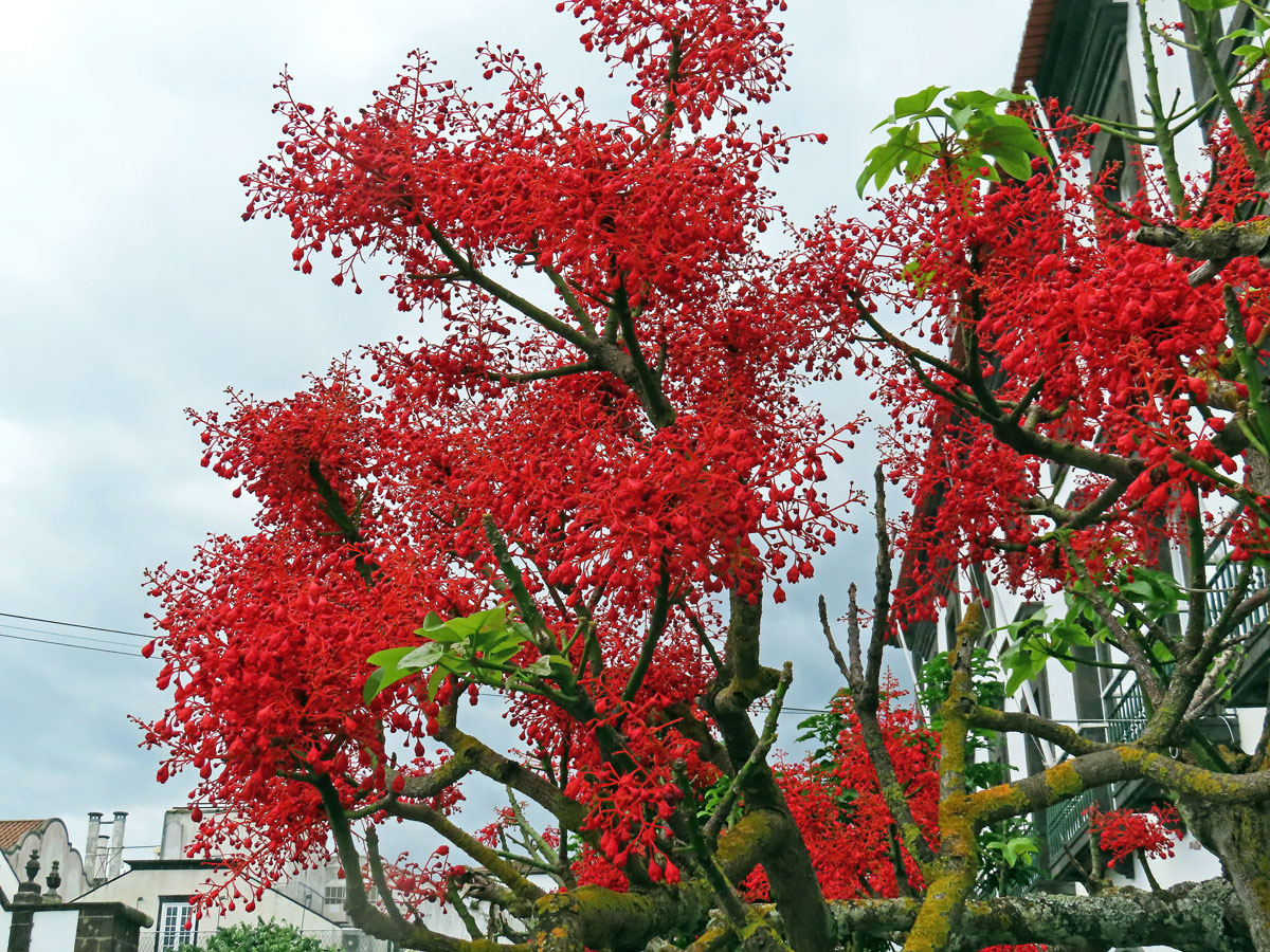 Brachychiton javorolistý (Brachychiton acerifolius (A. Cunn. ex G. Don) Macarthur)