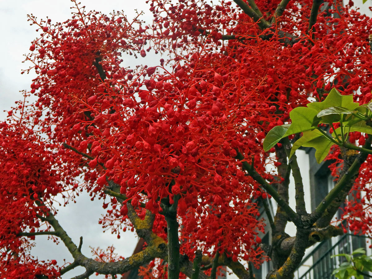 Brachychiton javorolistý (Brachychiton acerifolius (A. Cunn. ex G. Don) Macarthur)