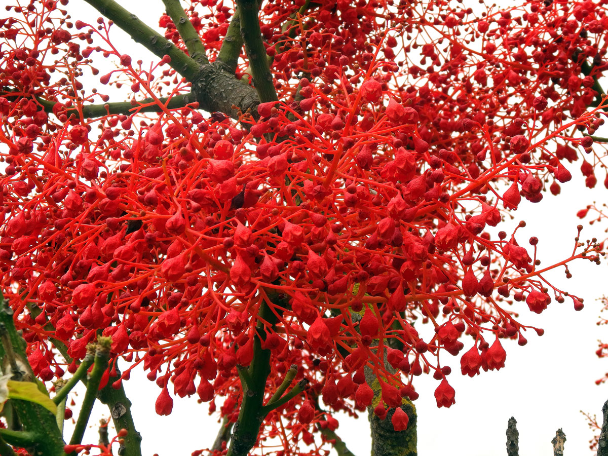 Brachychiton javorolistý (Brachychiton acerifolius (A. Cunn. ex G. Don) Macarthur)